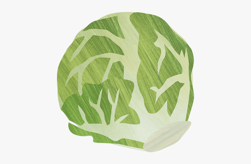 Cabbage, HD Png Download
