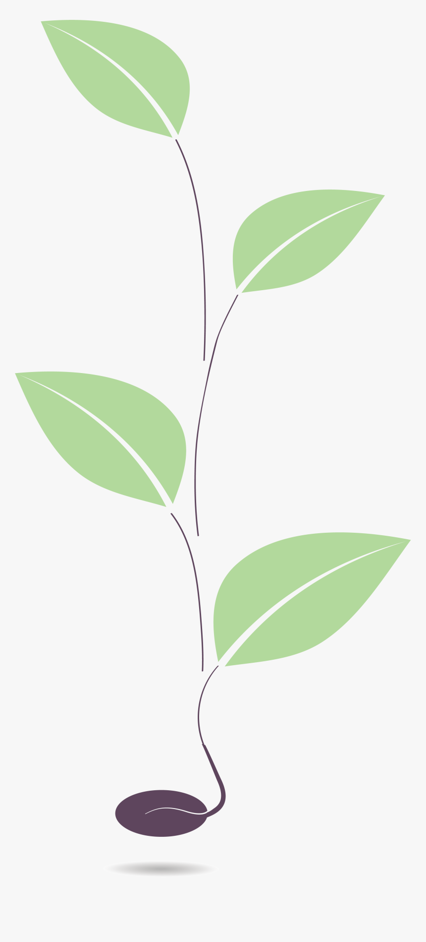 Plant Stem, HD Png Download
