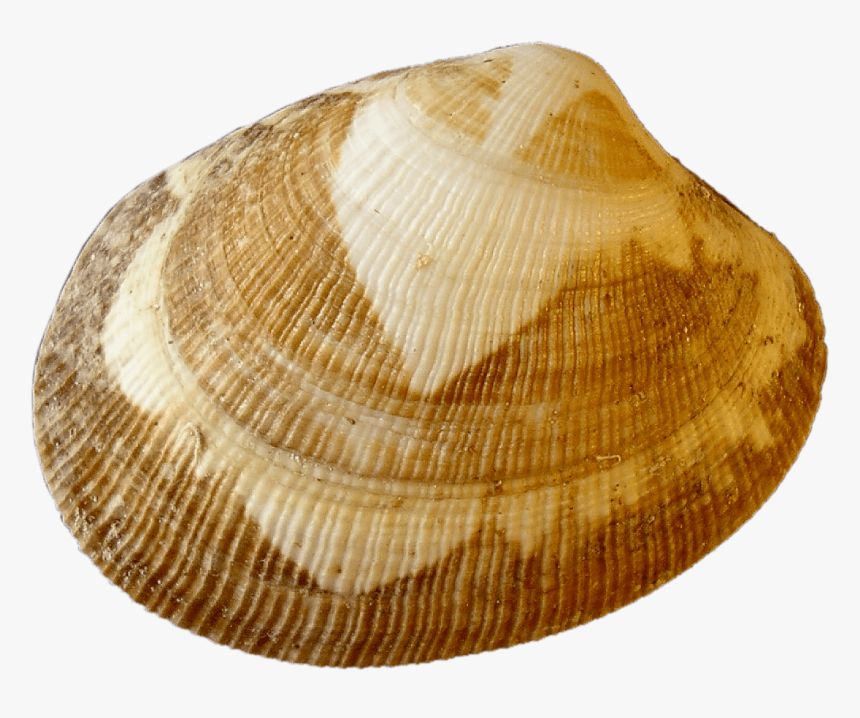 Clam Clipart Shell Fish - Clam Transparent Background, HD Png Download