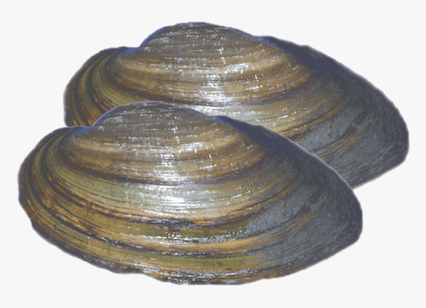 Baltic Clam, HD Png Download