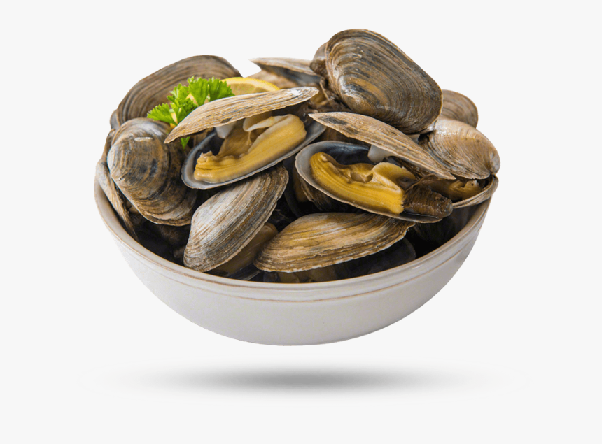 Steamer Clams - Cooked Clam Transparent, HD Png Download