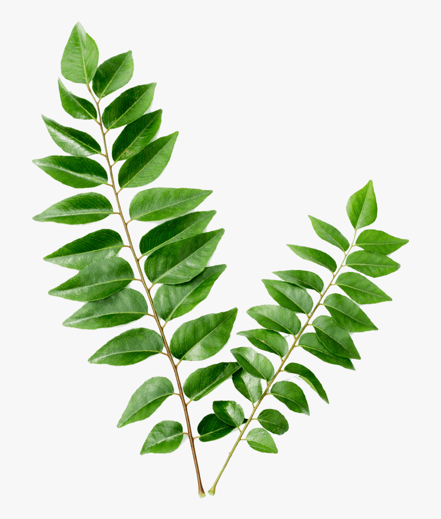 curry leaves png leaves curry transparent png transparent png image pngitem curry leaves png leaves curry