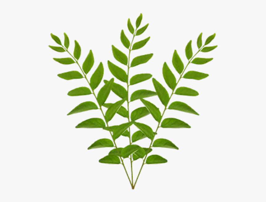 transparent crape myrtle png bunch of curry leaves png download transparent png image pngitem bunch of curry leaves png download