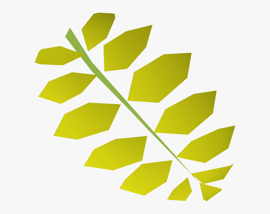 Curry Leaf - Curry Tree, HD Png Download