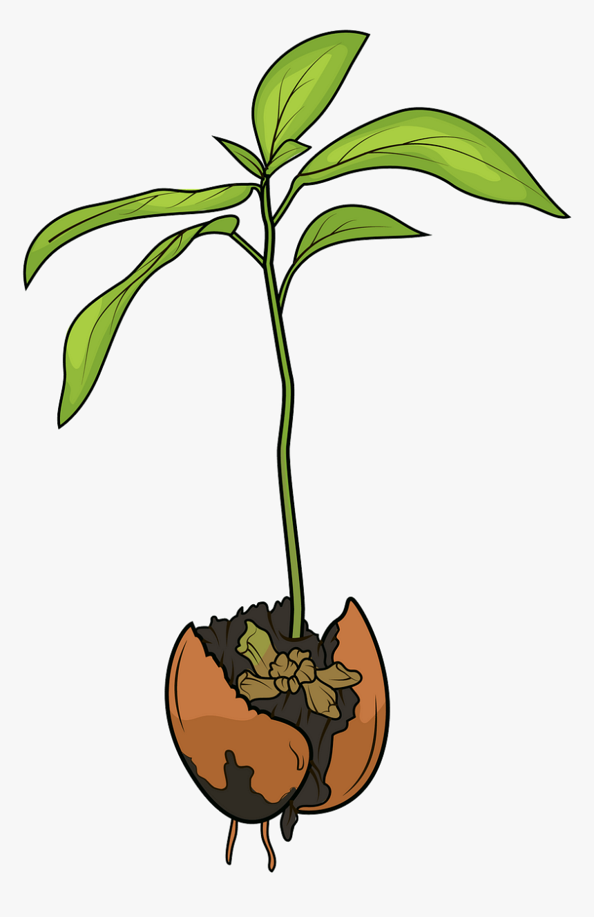 Clip Art, HD Png Download