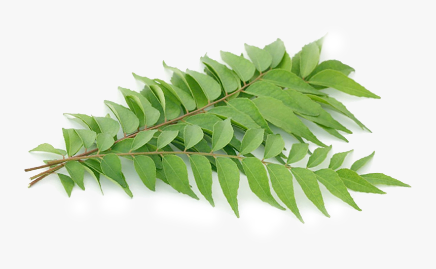 Layer - Smooth Sumac, HD Png Download