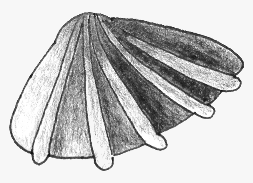 File - Clam-01 - Sketch, HD Png Download