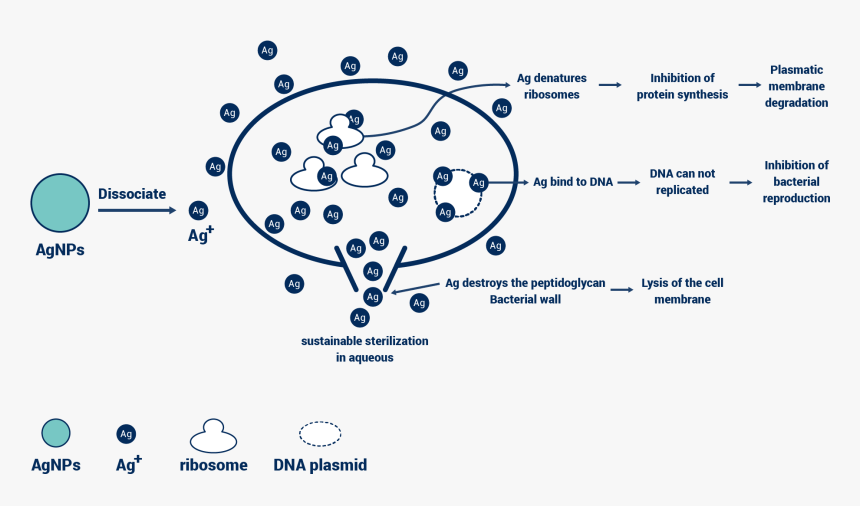 Product-img01 - Circle, HD Png Download