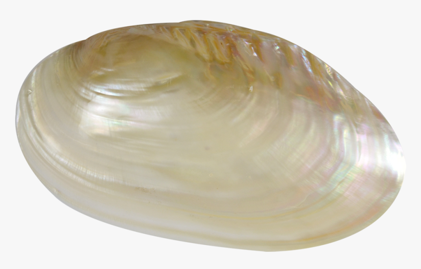 Fresh Water Clam Pearled Shell 7-8 - Baltic Clam, HD Png Download