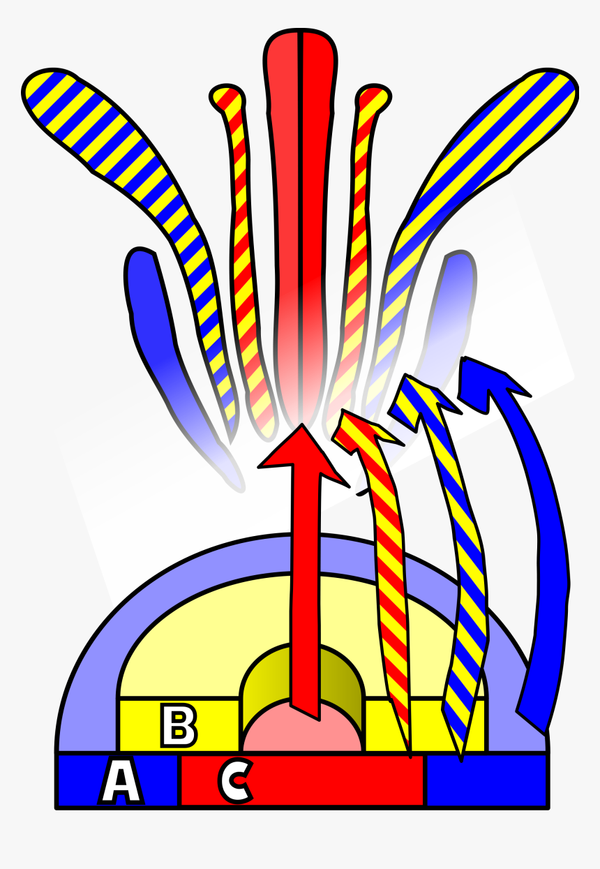 Shop And Stop Wedding Flowers - Abc Model Of Flower Development, HD Png Download