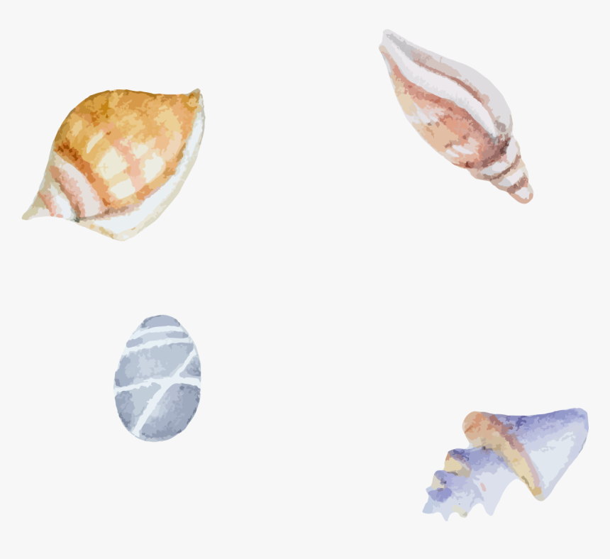 Clam Sea Snail - Beach Shells Illustration, HD Png Download