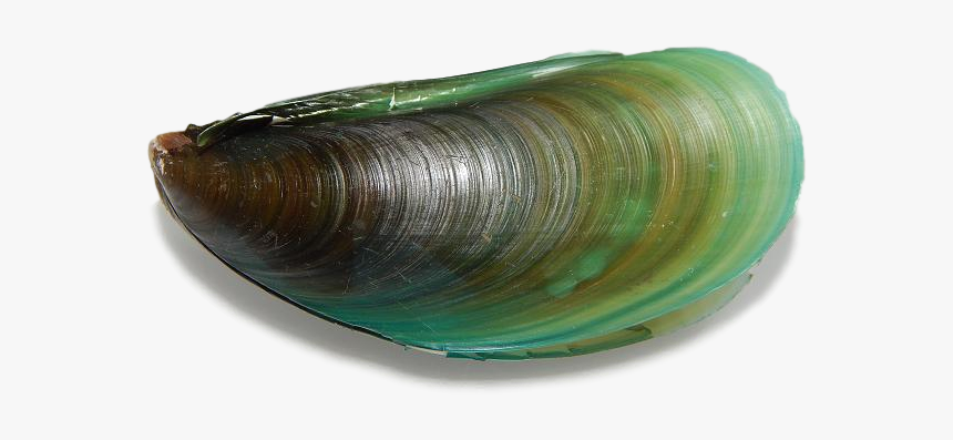 Mussel For Taiapure - Baltic Clam, HD Png Download