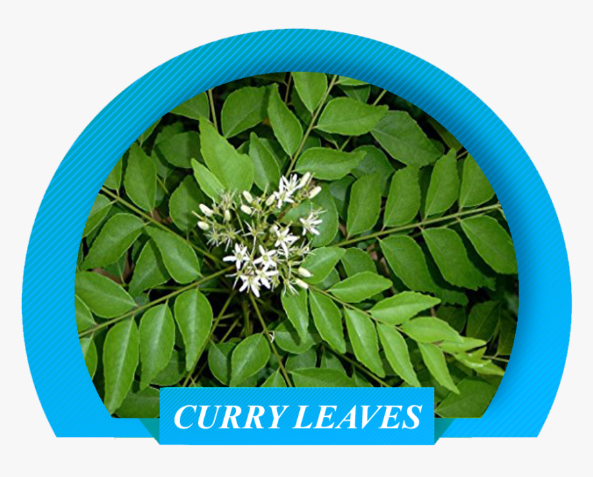 Curry Plant Leaf, HD Png Download