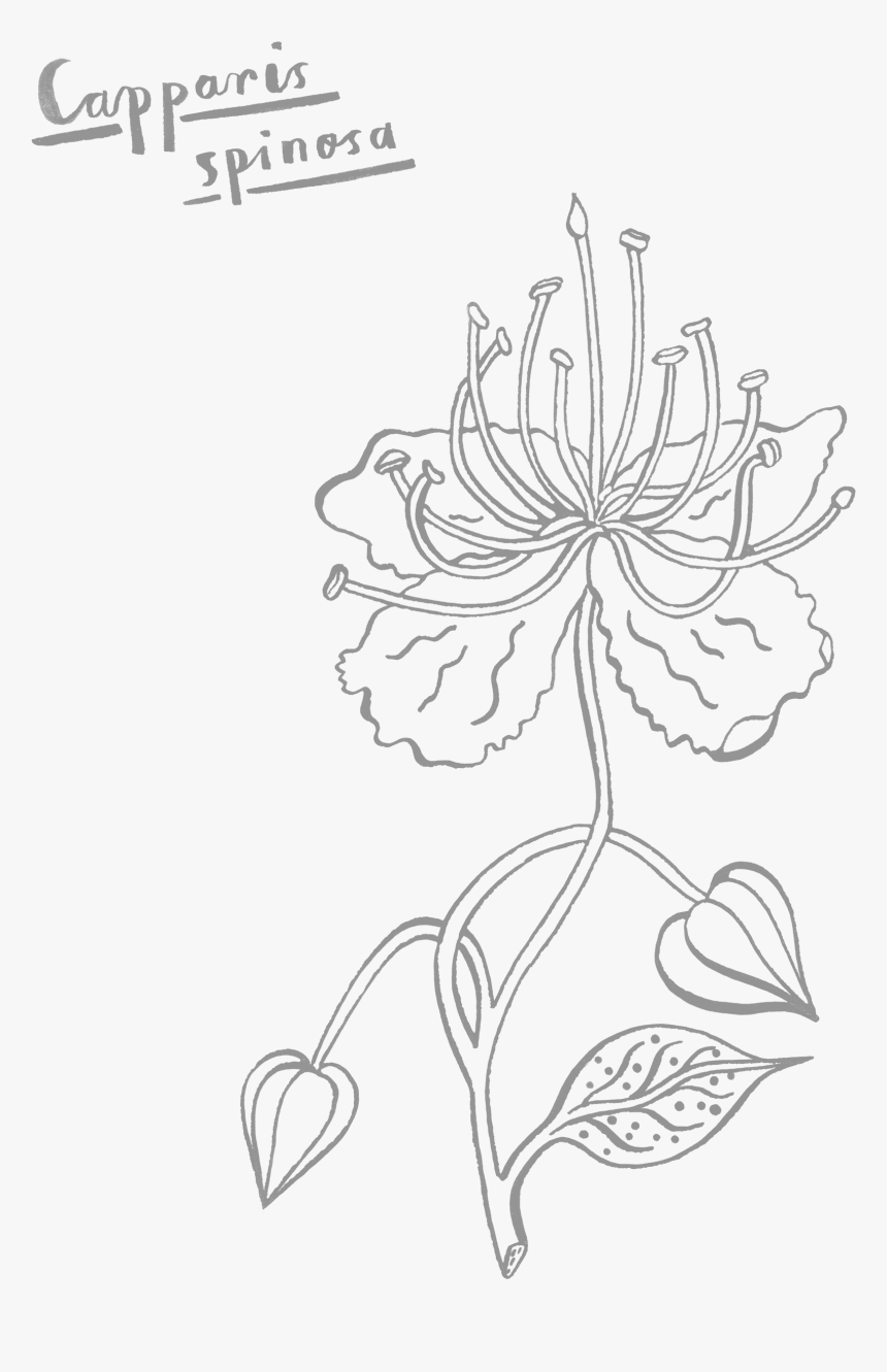 Line Art, HD Png Download
