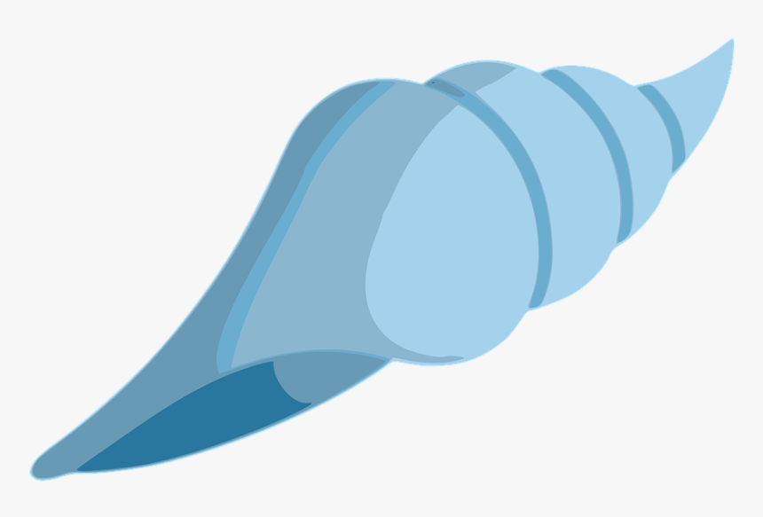 Shell, Beach, Clam, Seashell, Sea, Ocean, Sand, Summer, HD Png Download