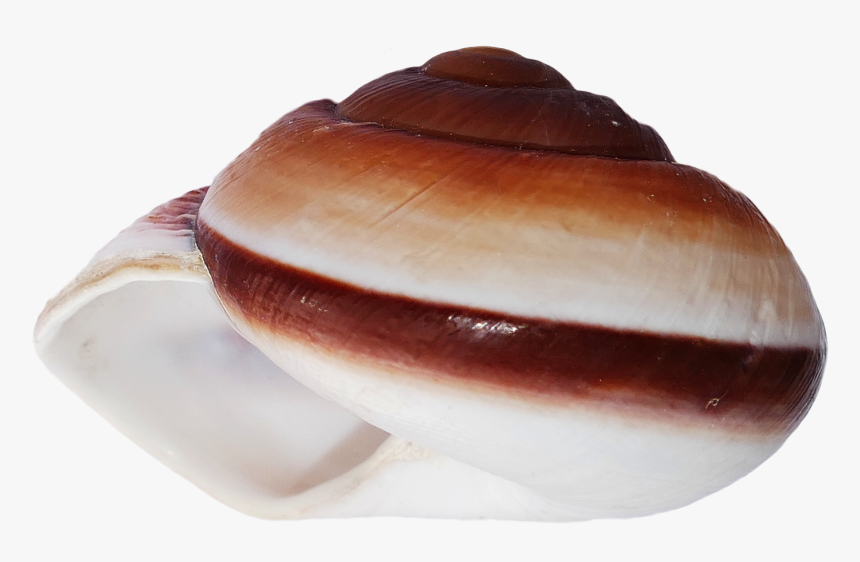 Shell, HD Png Download