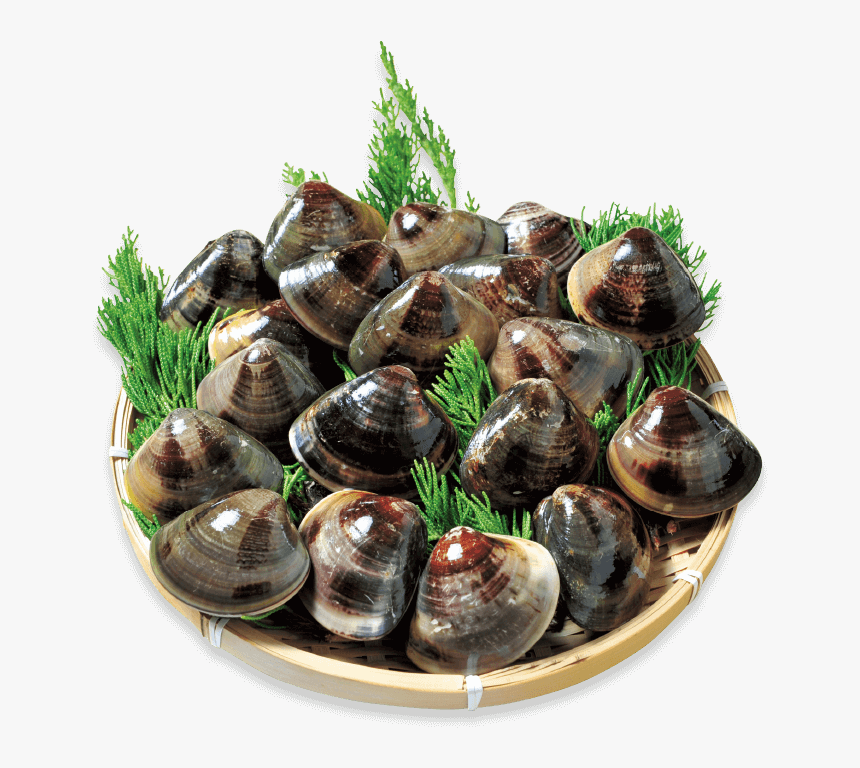 Kuwana S Famous Hamaguri Clams Are Known For Their - Clam, HD Png Download