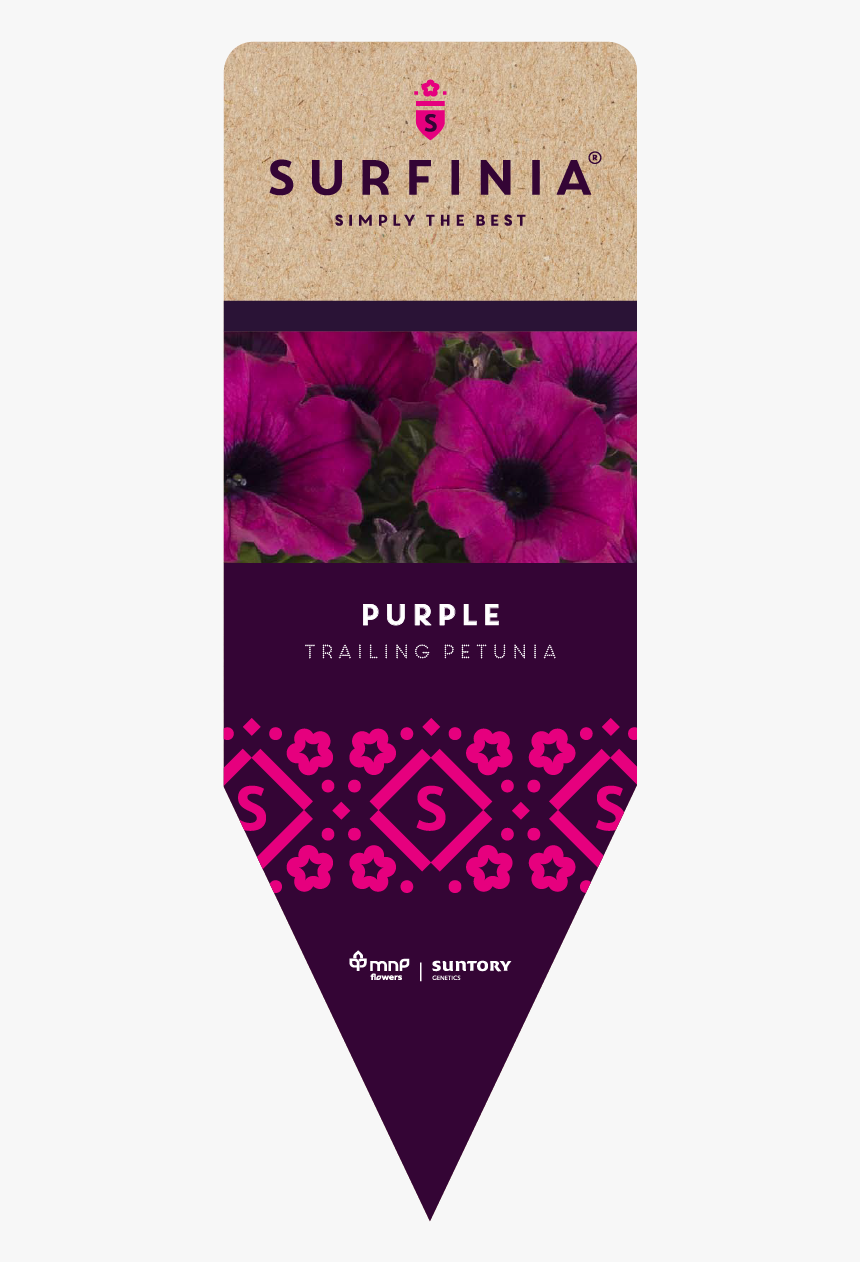 African Daisy, HD Png Download