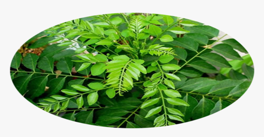 Curry Leaf Plant, HD Png Download