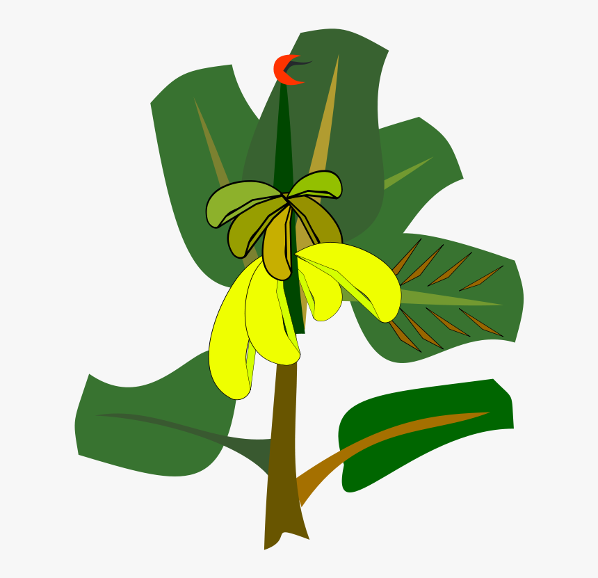 Plant,flora,leaf - Banana Tree Cartoon Transpatent, HD Png Download