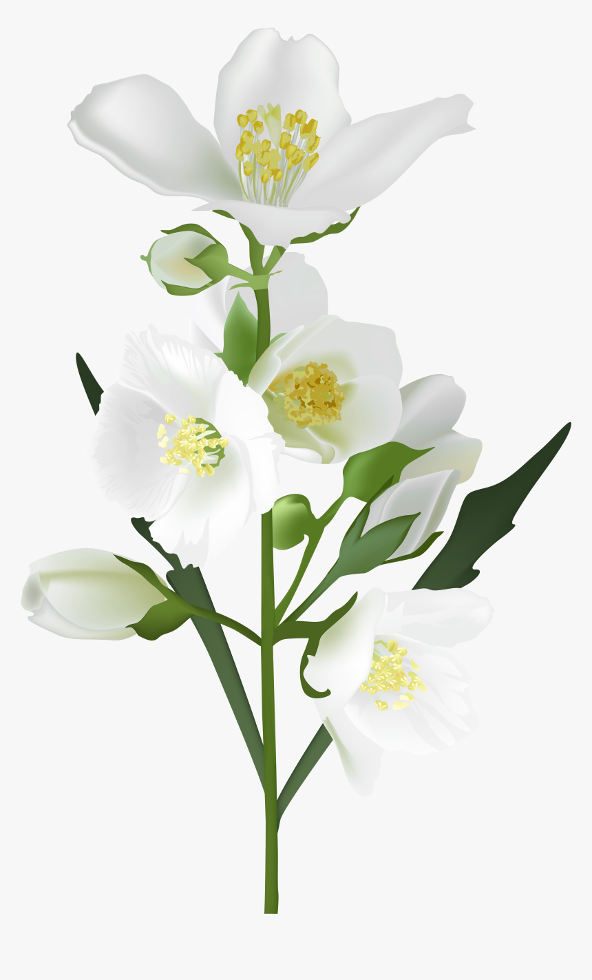 White Flowers Photo - Jasmine Flower Transparent Background, HD Png Download
