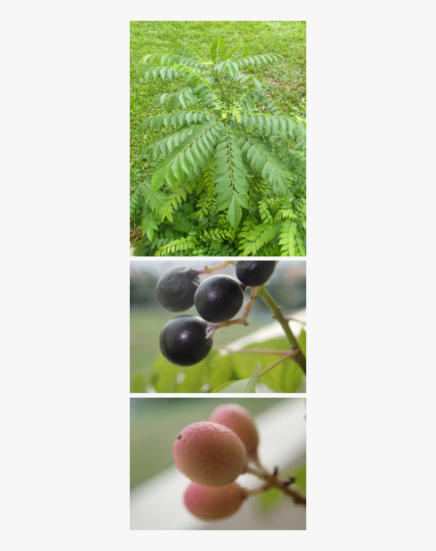 Picture - Jabuticaba, HD Png Download