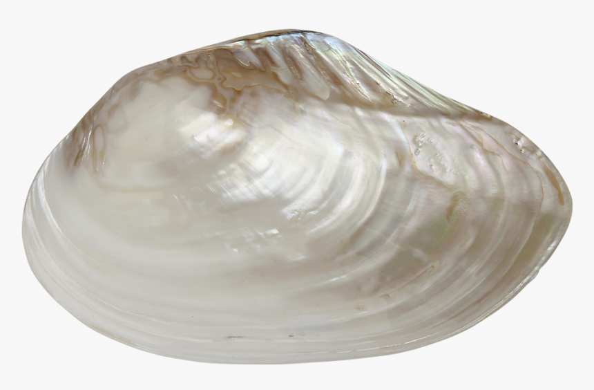 Fwp Clam Pair 9-10 - Baltic Clam, HD Png Download