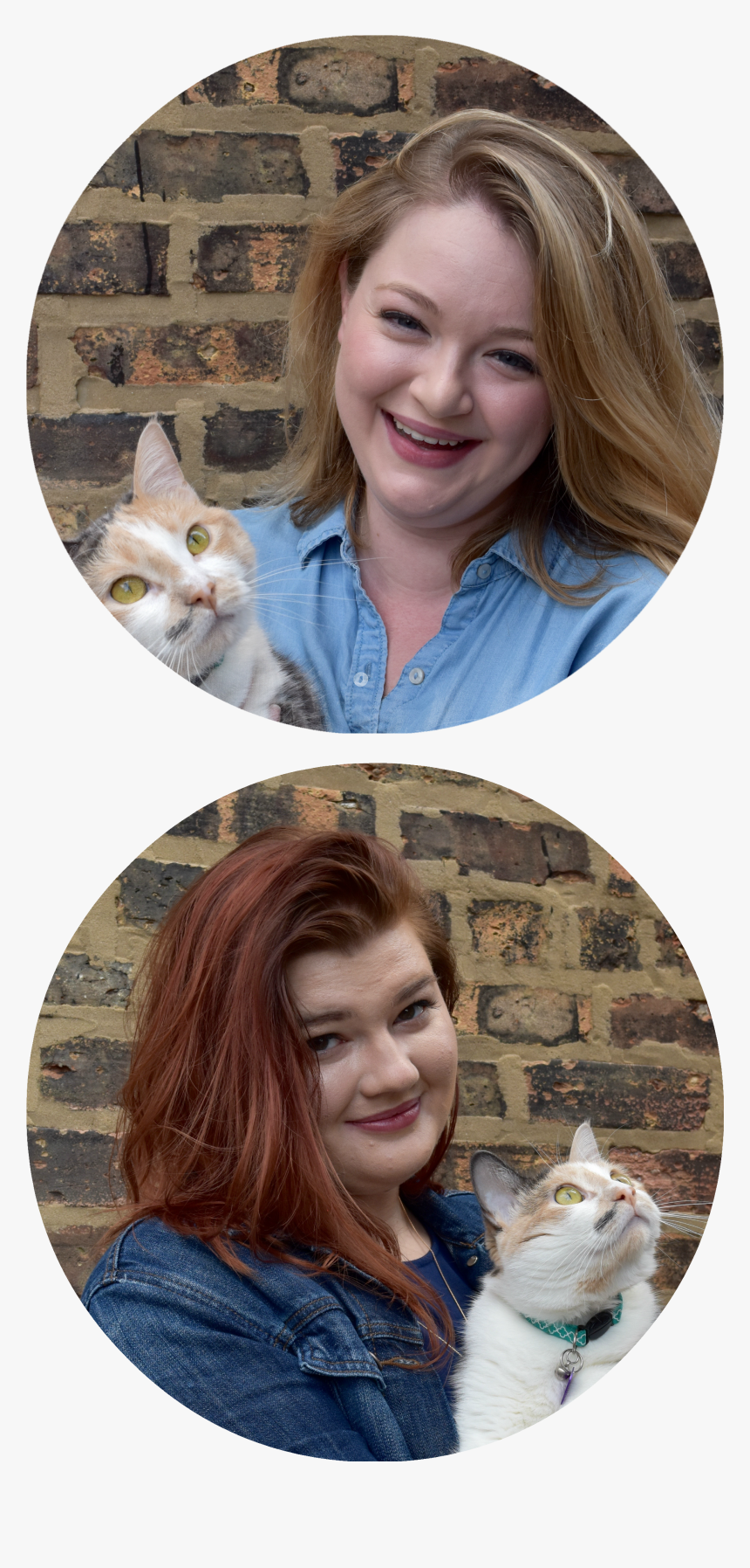Welcome To The Calico Life - Kitten, HD Png Download