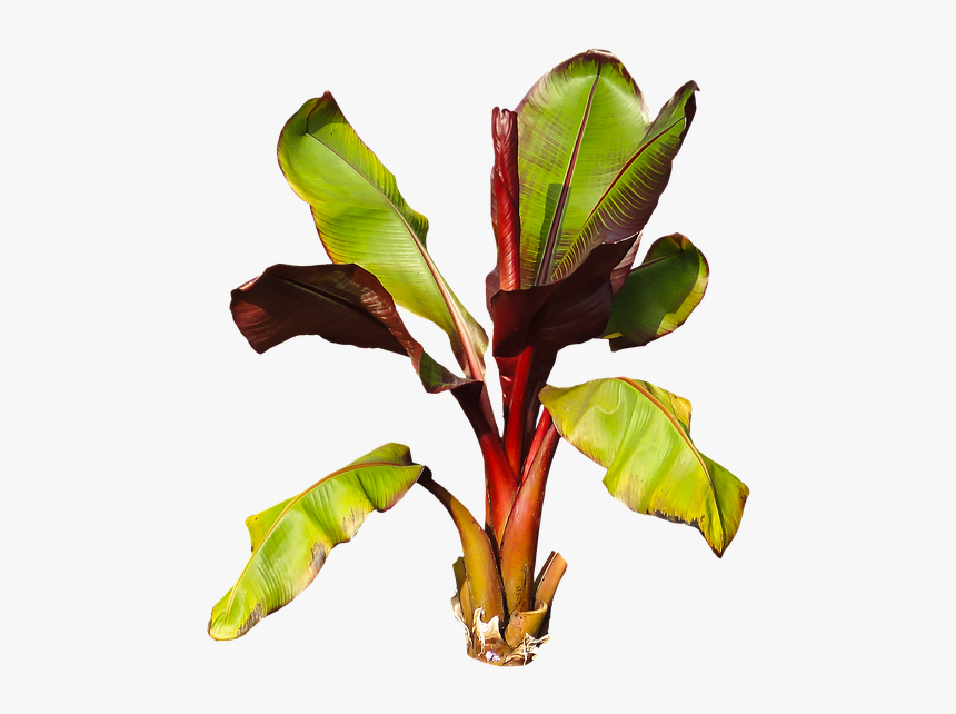 Nature, Plant, Banana, Banana Shrub, Leaves Perennial - Platano Planta Png, Transparent Png