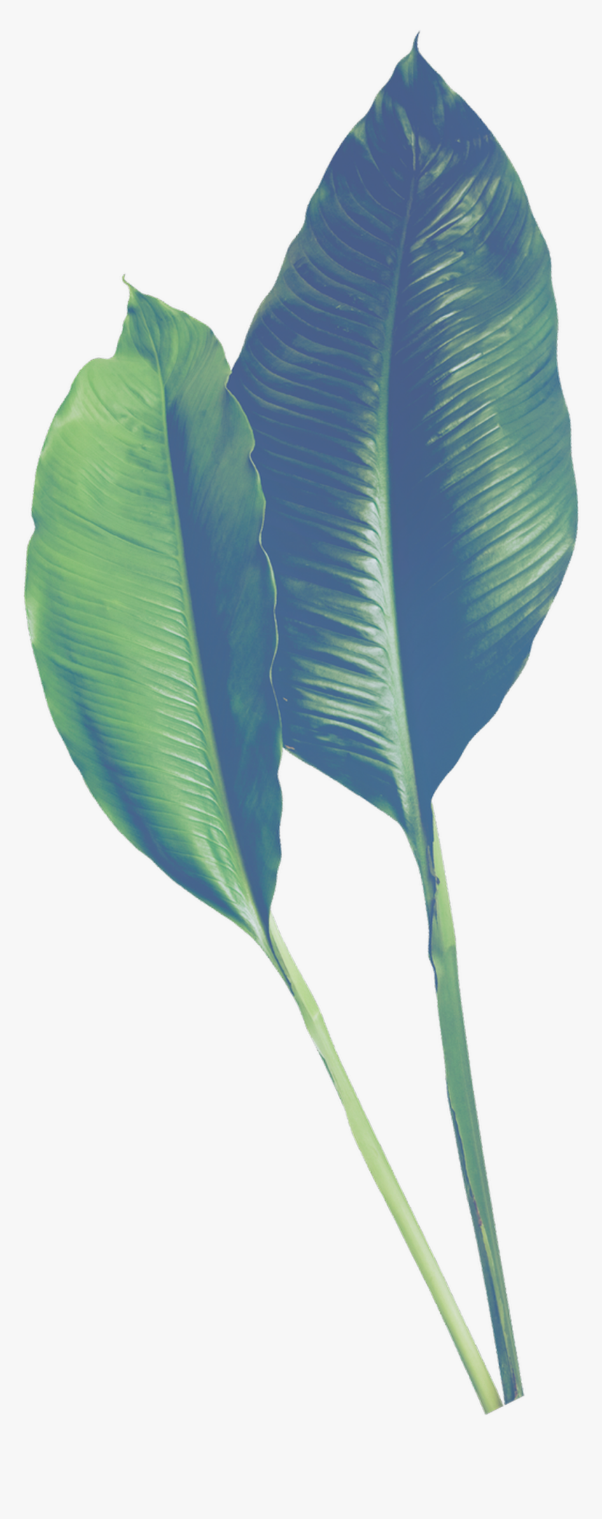 Hand Painted Realistic Banana Leaf Transparent - Free Printable Self Love Journal, HD Png Download