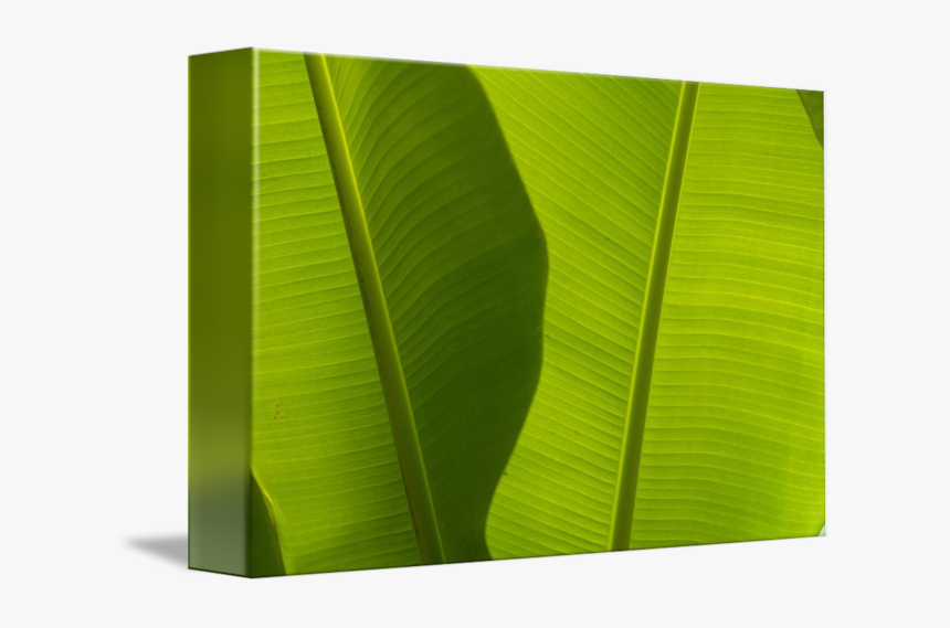 Clip Art Banana Leaves Detail By - Ensete, HD Png Download