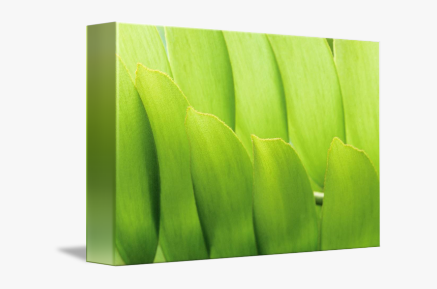 Clip Art Leaf Close Up - Saba Banana, HD Png Download