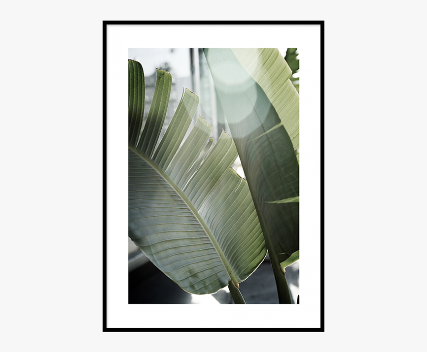 Banana Leaves, HD Png Download
