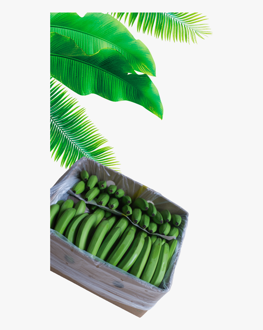 Full Banana Leaf Png, Transparent Png