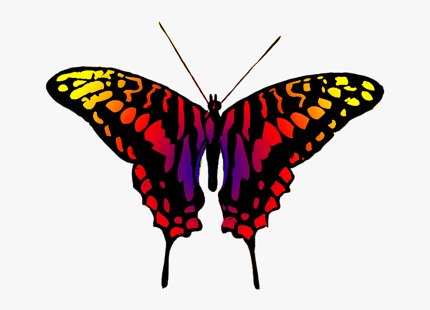 Dangerous Looking Butterfly - Butterfly Multi Colour, HD Png Download