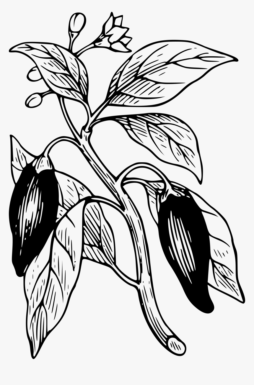 Capsicum Clip Arts - Chili Pepper Plant Drawing, HD Png Download