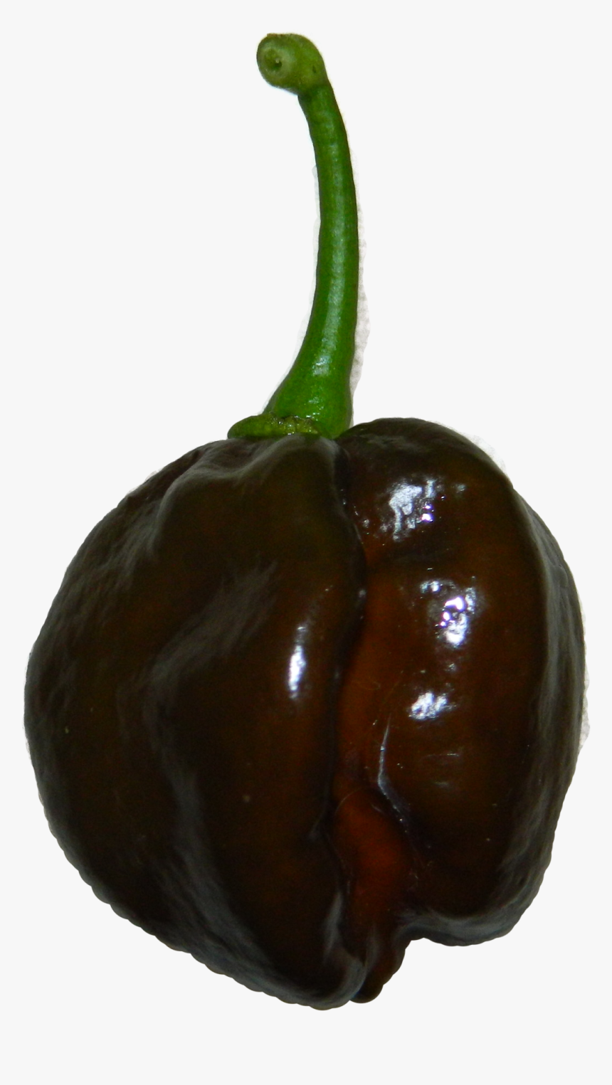Chocolate Habanero - Chocolate Habanero Png, Transparent Png