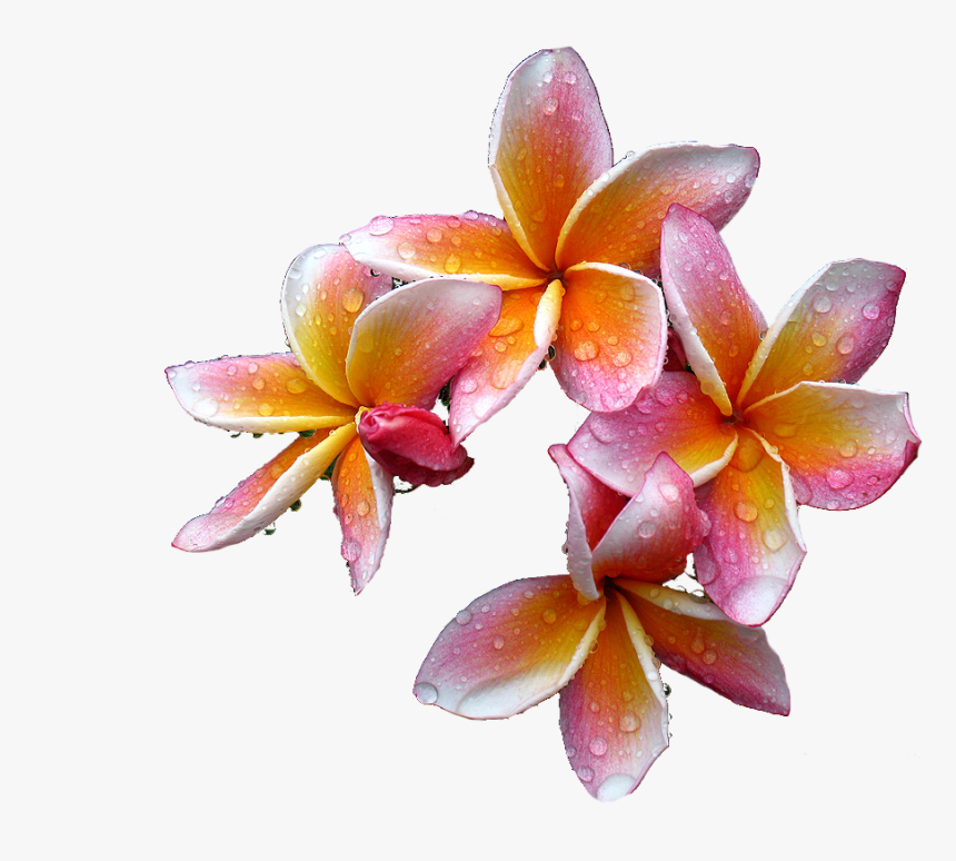 Plumeria Flowers Png Free Download - Rare Flowers, Transparent Png