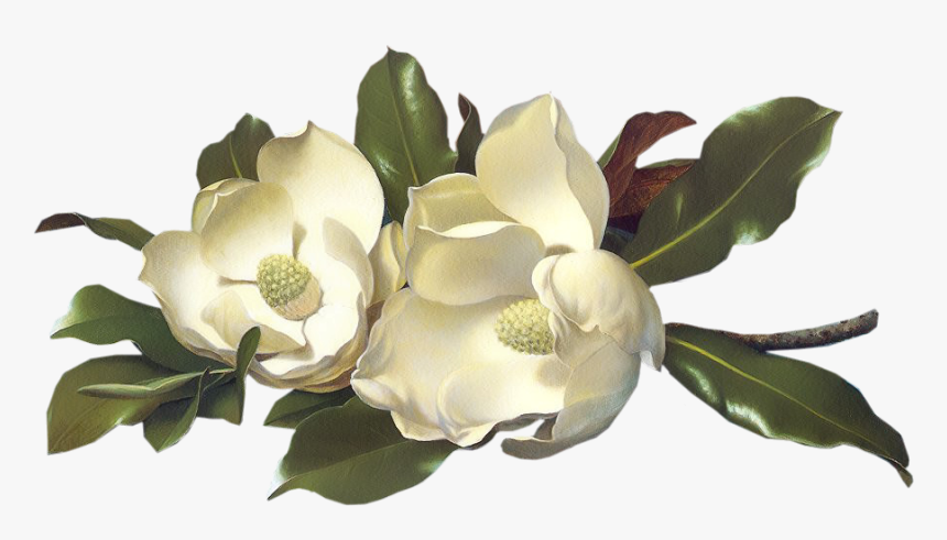 Magnolias - Pozdrowienia Obrazki Ruchome, HD Png Download