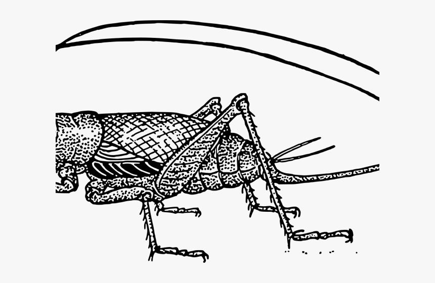 Transparent Cricket Clipart Crickets For Good Luck, HD Png Download , Transparent Png Image