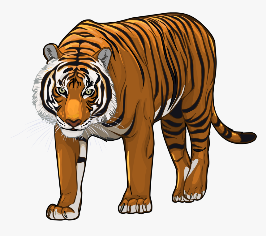 Tiger, HD Png Download