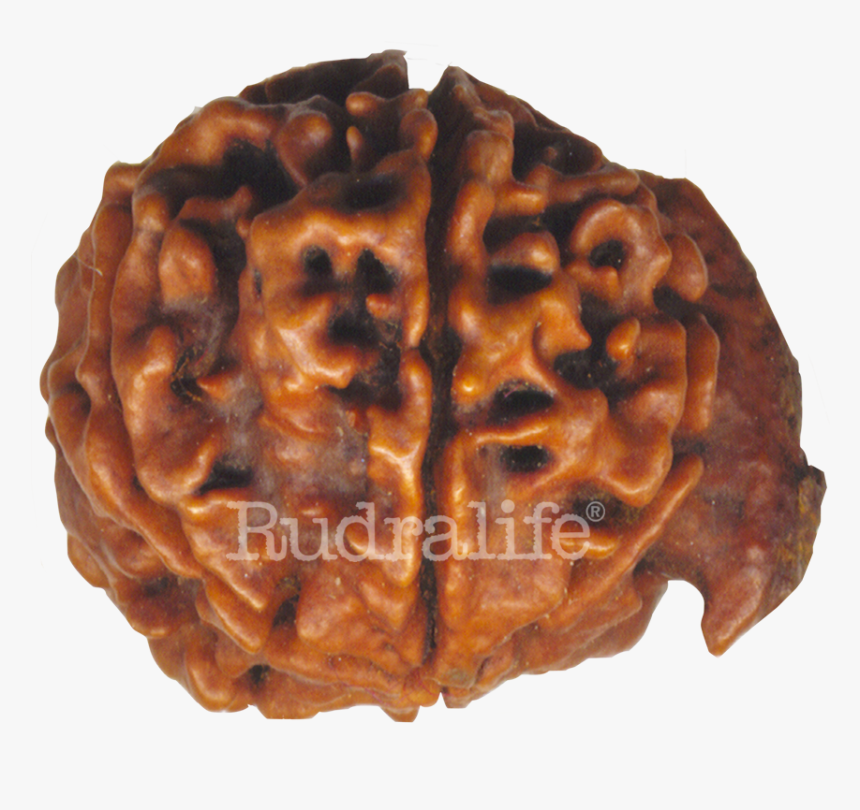 Ganesh Rudraksha Rudraksha - Ganesh Rudraksha, HD Png Download