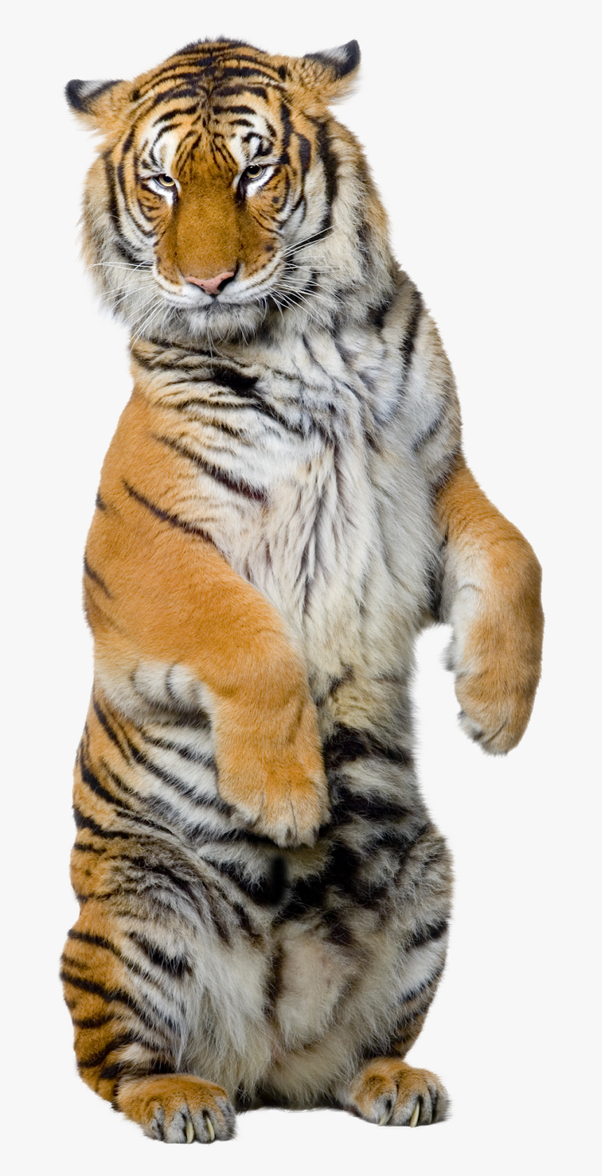 Tiger Standing Up Png, Transparent Png