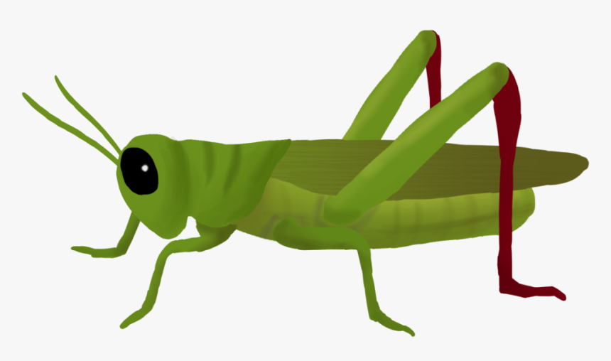 Download Grasshopper Png Clipart 182 - Grasshopper Png, Transparent Png