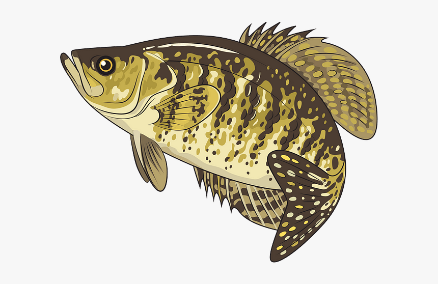 Carp, HD Png Download