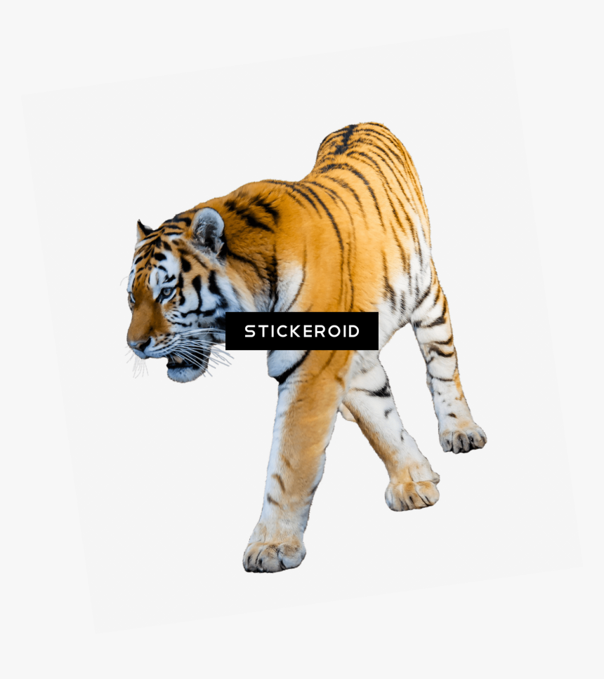 Baby Tiger Png - Tiger With White Background, Transparent Png
