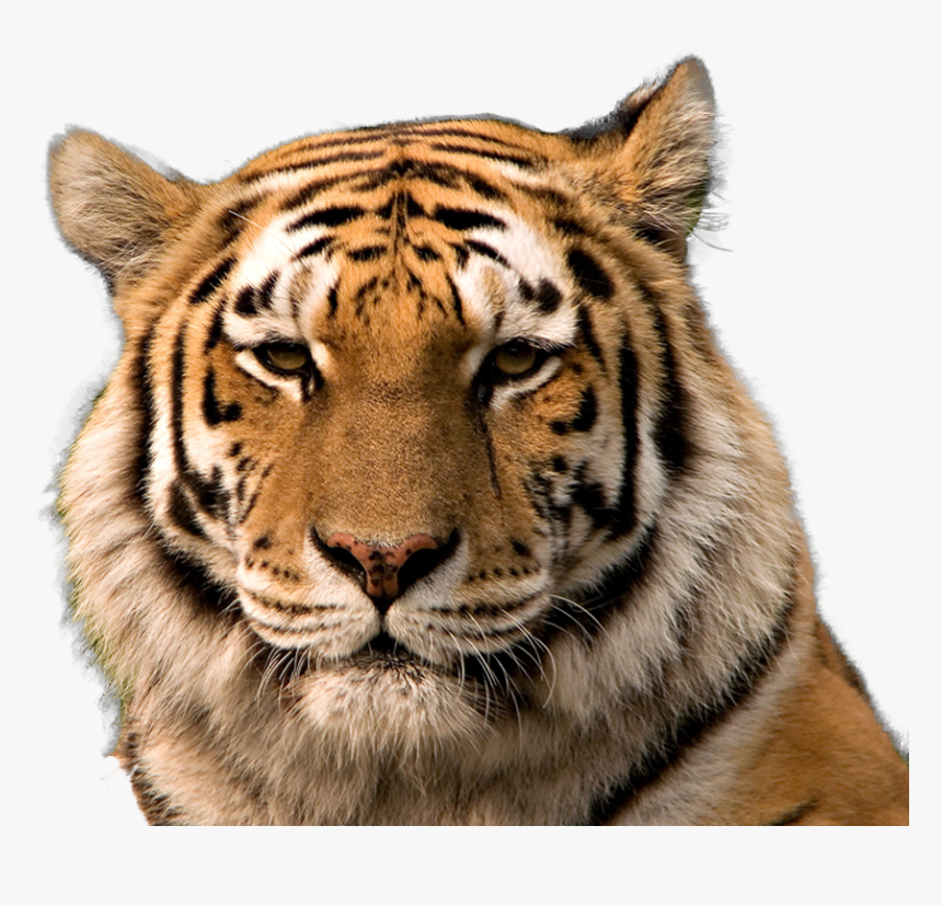Transparent Tiger Background - Tiger American, HD Png Download