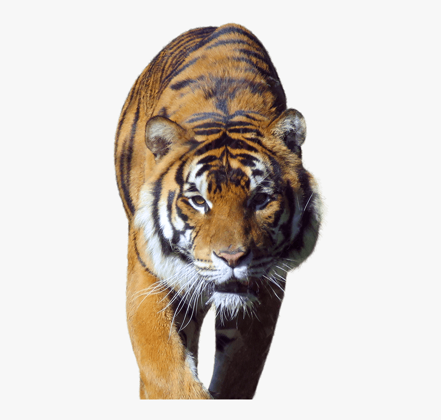 Siberian Tiger, Hd Png Download , Png Download - Tiger In Walk Png, Transparent Png