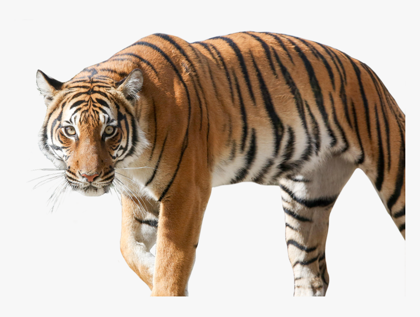 Siberian Tiger, Hd Png Download , Png Download - Siberian Tiger, Transparent Png