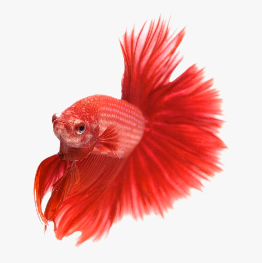 Aquarium Fish Images Png, Transparent Png